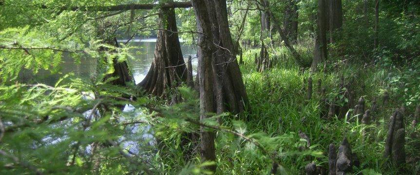 Cypress Swamp at Lower Sabine River