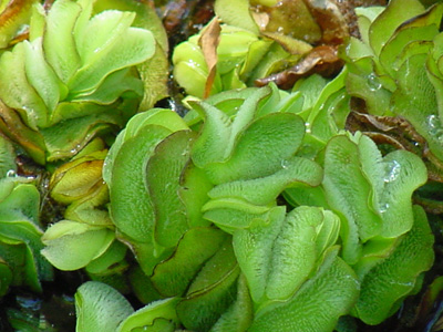 Giant Salvinia